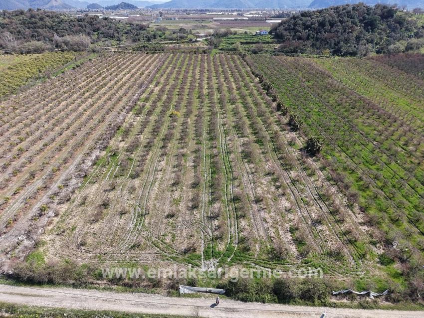 Eskiköy'de Göl Manzaralı 16.710m2 Satılık Nar Bahçesi