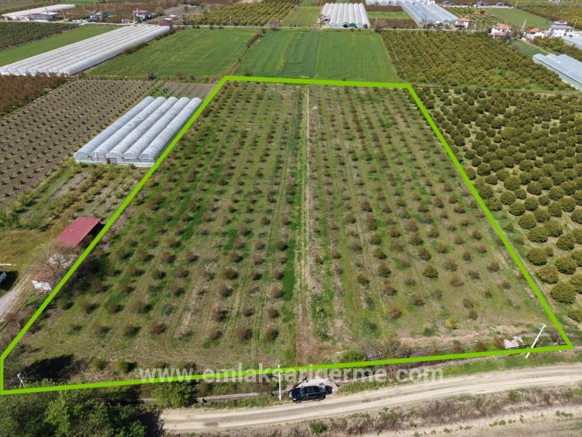 Eskiköy'de 16000m2 Satılık Nar Bahçesi