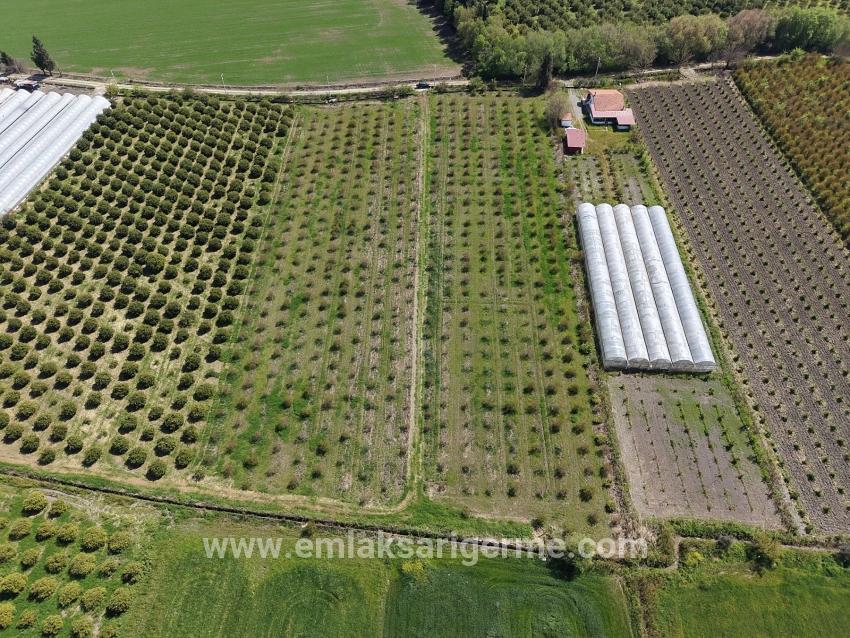 Eskiköy'de 16000m2 Satılık Nar Bahçesi