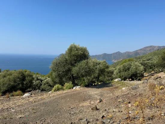 Çandır'da deniz manzaralı 21.000 m2 satılık 2b tarla