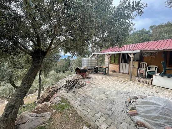 Köyceğiz Ekincik deniz manzaralı 7.000m2 2b satılık zeytinlik