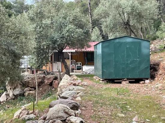 Köyceğiz Ekincik deniz manzaralı 7.000m2 2b satılık zeytinlik