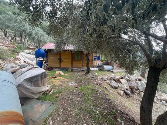 Köyceğiz Ekincik deniz manzaralı 7.000m2 2b satılık zeytinlik