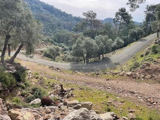 Köyceğiz Ekincik deniz manzaralı 7.000m2 2b satılık zeytinlik