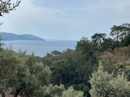 Köyceğiz Ekincik deniz manzaralı 7.000m2 2b satılık zeytinlik