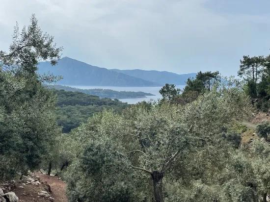 Köyceğiz Ekincik deniz manzaralı 7.000m2 2b satılık zeytinlik