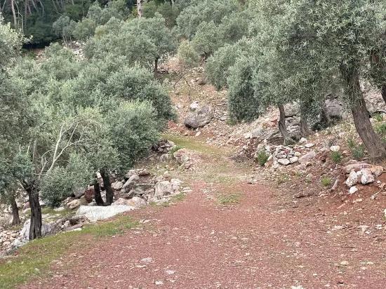 Köyceğiz Ekincik deniz manzaralı 7.000m2 2b satılık zeytinlik