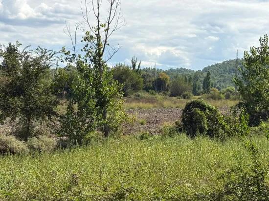 Köyceğiz Zeytinalanı'nda 10.500 m2 satılık tarla