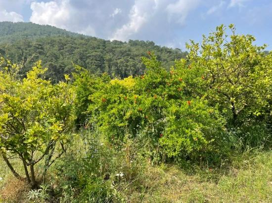 Gökbel'de İztuzu Plajı Yoluna Sıfır 7800m2 Satılık Arazi