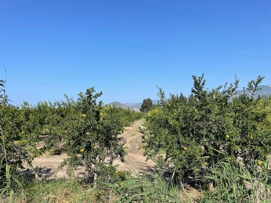 Dalyan Arıkbaşı Gerendüzü Mevkiinde 10,000m2 Satılık Nar Bahçesi