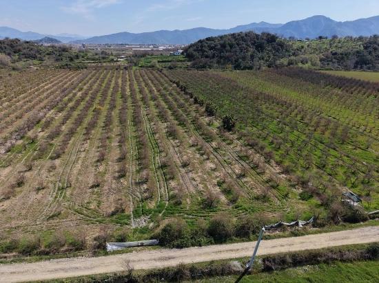 Eskiköy'de Göl Manzaralı 16.710m2 Satılık Nar Bahçesi
