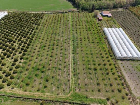 Eskiköy'de 16000m2 Satılık Nar Bahçesi