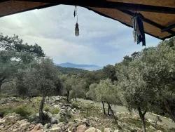 Köyceğiz Ekincik Mah. Satılık Tarla - Zeytinlik İmar Durumlu - 7.000 m²