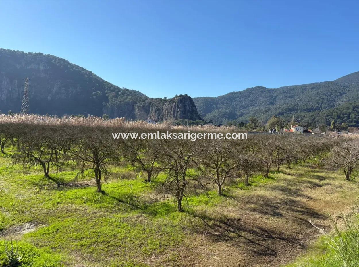 Dalyan'da Bağ Bahçe Olarak 5985M2 %5 İmarlı Satılık Arsa