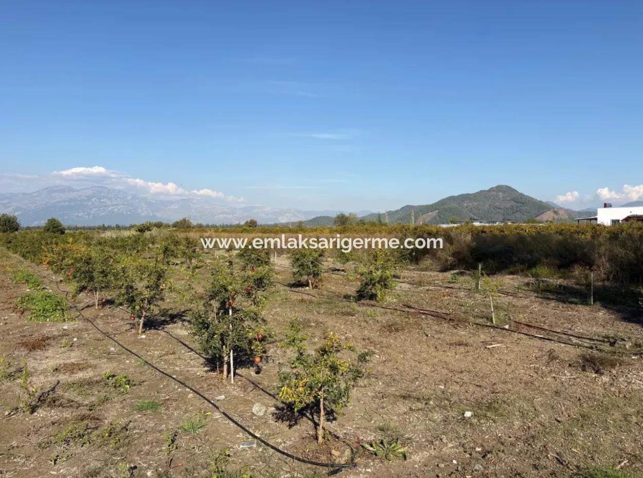 Eskiköy'de 21500M2 Satılık Nar Bahçesi