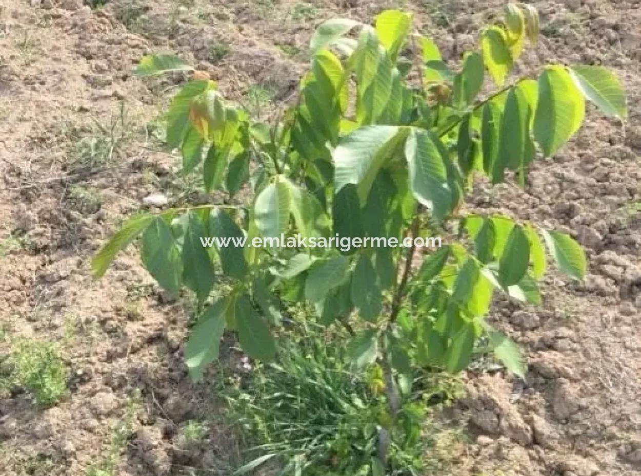 Çameli Satılık Arsa Bıcakcı Yoluna Sıfır Satılık 1562M2 Arsa