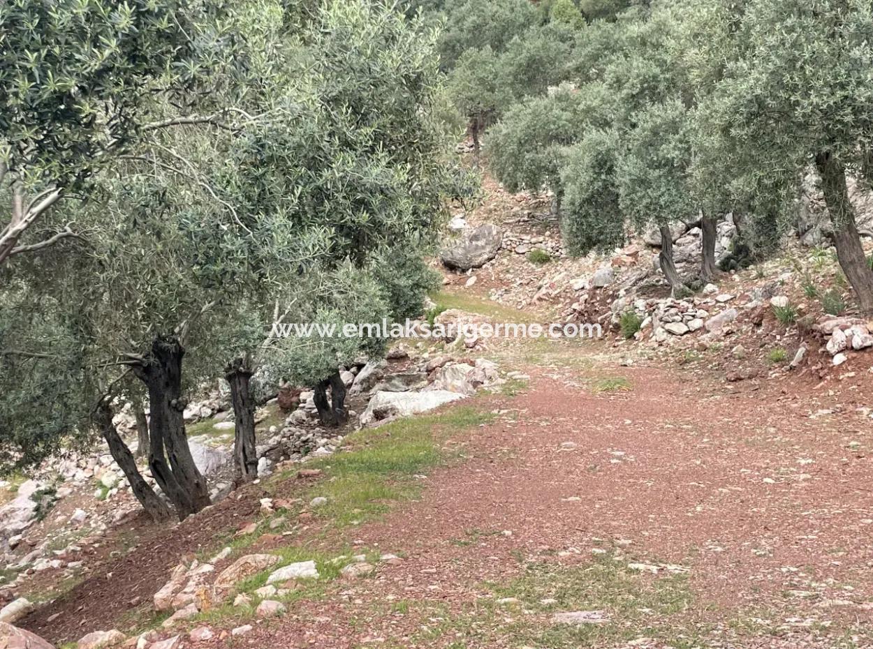 Ekincikde Deniz Manzaralı Zeytin Evi Satılıktır