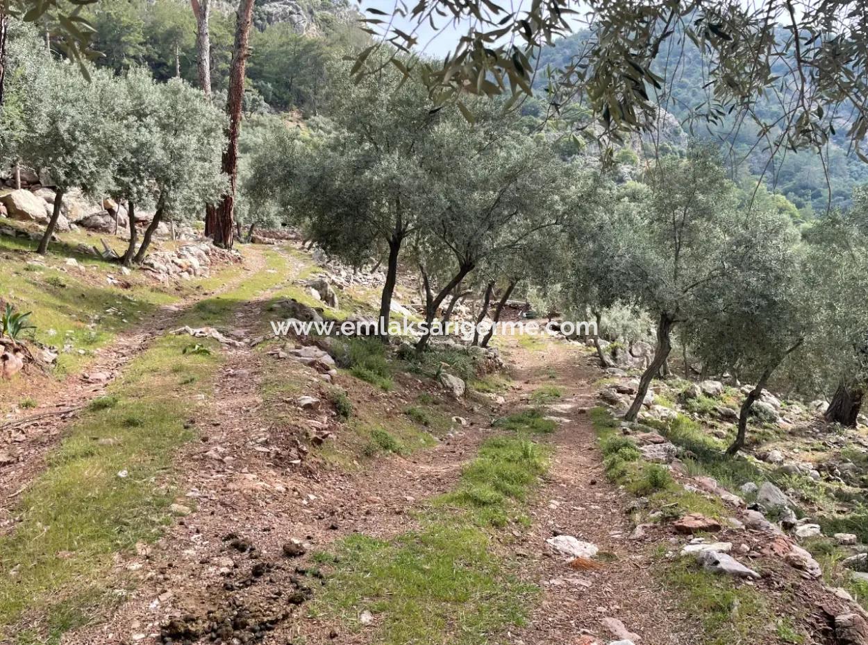 Ekincikde Deniz Manzaralı Zeytin Evi Satılıktır