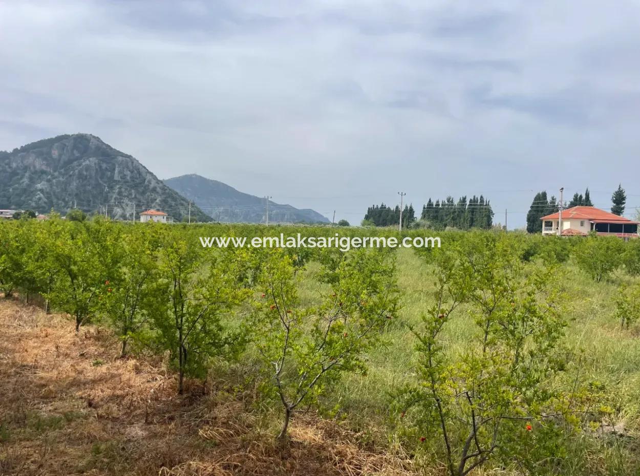 Dalyan'da 6500M2 Satılık Tarla