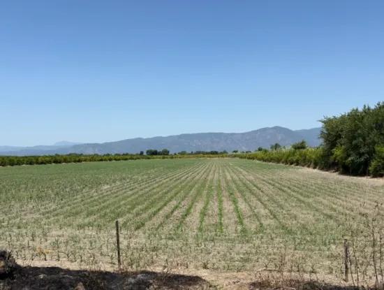 Tepearası'nda 46,550M2 Satılık Tarla